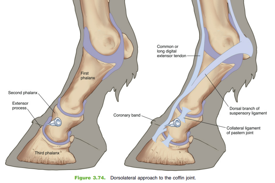 Equine Nerve Blocks Back up 3